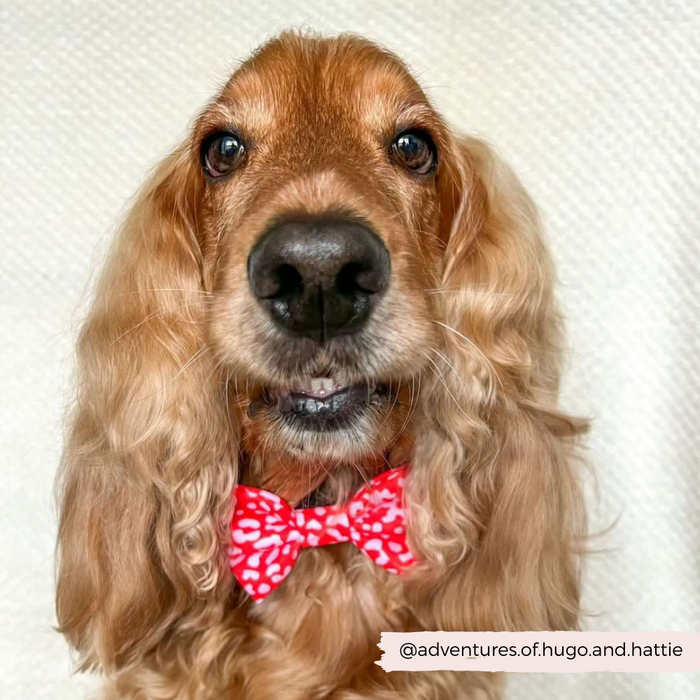 Golden cocker spaniel models a Cocopup London red and pink leopard print bow tie on a white background.