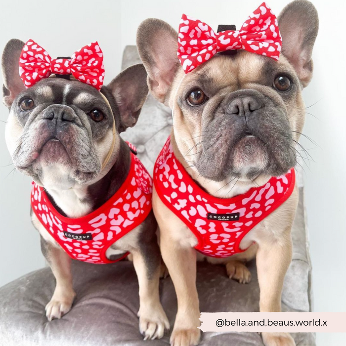 Two French bulldogs on a chair wear red and pink leopard print Cocopup London bow ties, facing the camera.