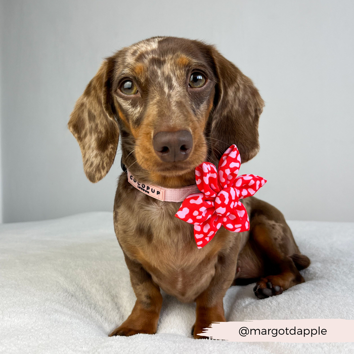 Dachshund wearing a red and pink leopard print Cocopup London collar flower, sitting on a light blanket.