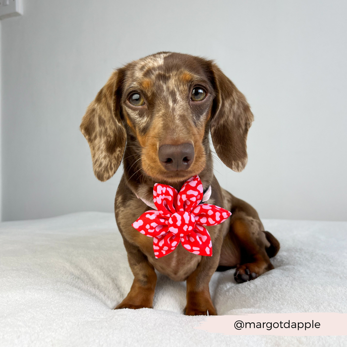 Brown dachshund on a white blanket wearing a red and pink leopard print collar flower by Cocopup London.