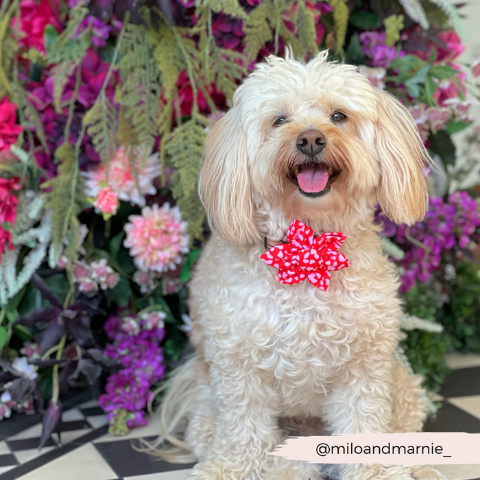 Fluffy cream dog wearing a red and pink leopard print Cocopup London collar flower sits by pink and purple flowers.