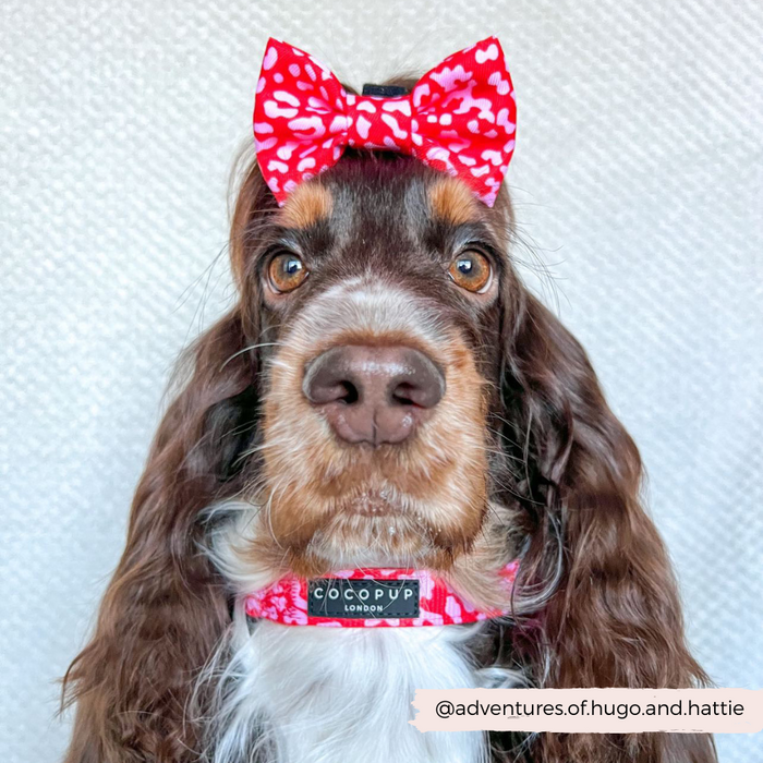 Brown and white dog wearing a red and pink leopard print Cocopup London collar, sitting against a light background.