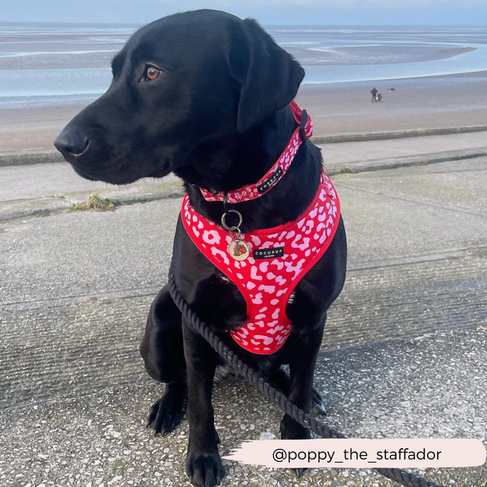 Black dog wearing a red and pink leopard print collar sits on a paved path with the sea and sky in the background.