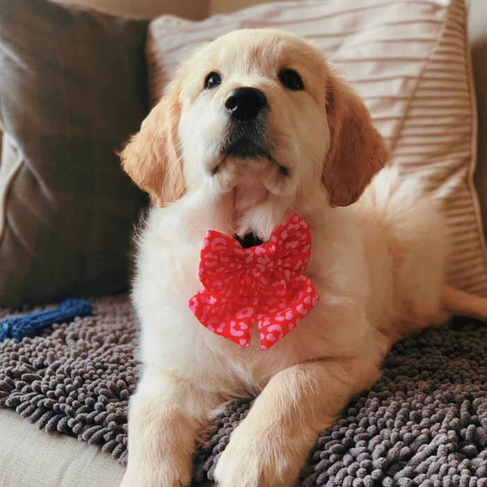 Golden Retriever puppy in a red and pink leopard print Sailor Bow Tie sits on a couch with a cushion behind.