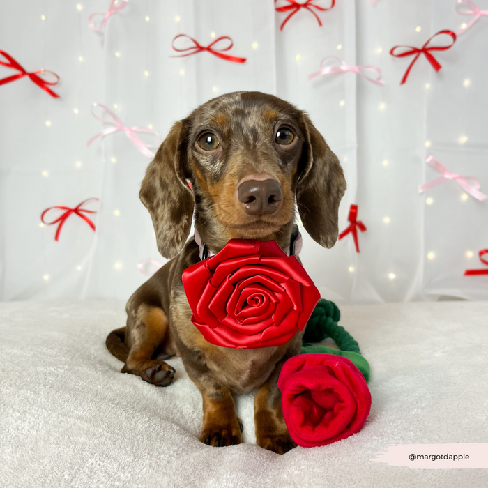 Dapple dachshund wearing a red rose flower collar sits in front of a pink and red Valentines bow backdrop.