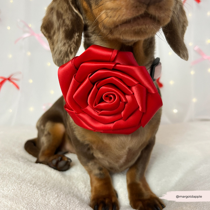 Dachshund puppy wearing a red rose collar flower, sitting in front of pink bows and glowing fairy lights.