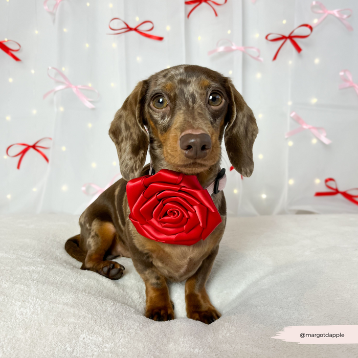 Dachshund in a red rose collar flower on a white blanket, with red and pink bows nearby.