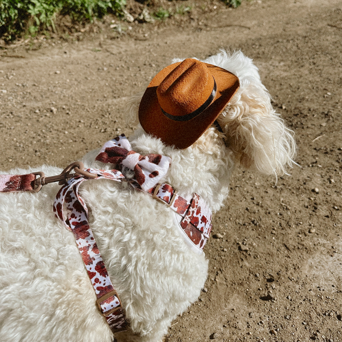 Fluffy white dog wears a Cocopup London Rodeo Pup Dog Hat and bow harness while walking on a dirt path.