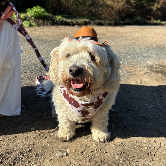Cream-colored fluffy dog wears a tan Rodeo Pup Dog Hat and cow-print bandana from Cocopup London.