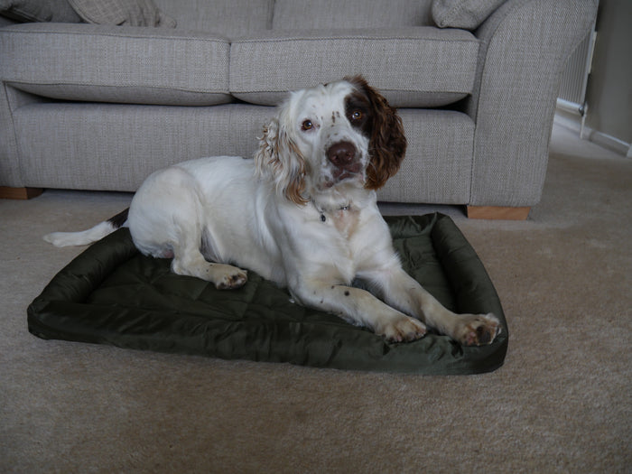 Springer Spaniel lying on the Rosewood 40 Winks green water resistant crate mattress