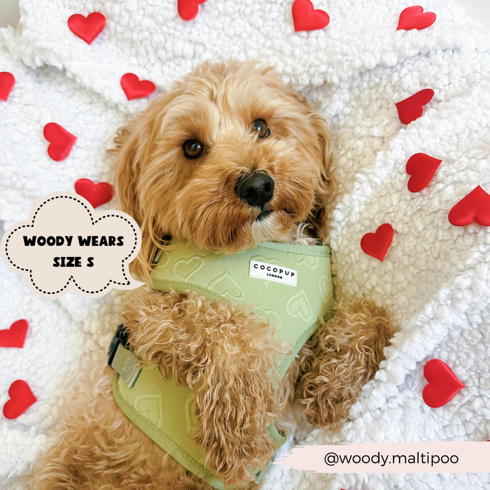 Dog wearing a sage green heart print adjustable collar lying on a white blanket with red hearts.