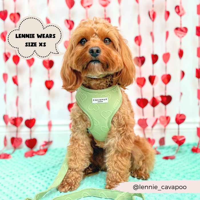 A fluffy brown dog is seated against a backdrop adorned with hanging red hearts, wearing Cocopup London's Luxe Sage Heart Adjustable Neck Harness, Lead & Collar Bundle. A text bubble above the dog reads "LENNIE WEARS SIZE XS." Below this, the Instagram handle "@lennie_cavapoo" is displayed.