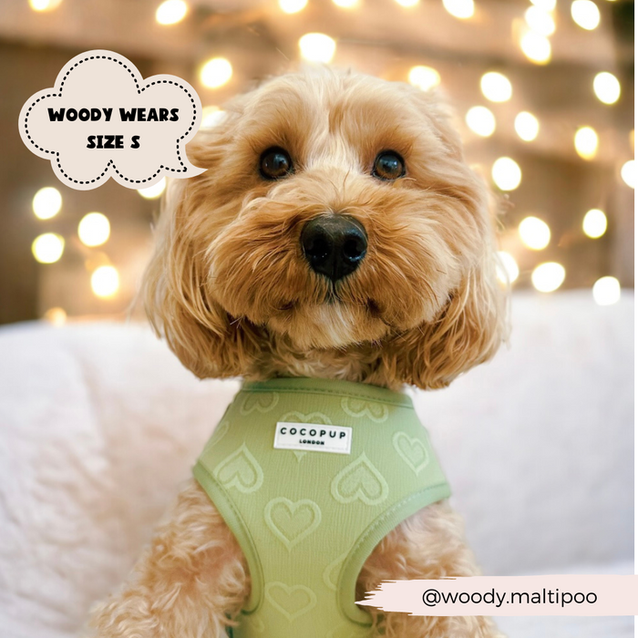 Apricot Maltipoo in Cocopup Londons sage green harness with heart detail, sitting beside glowing fairy lights.