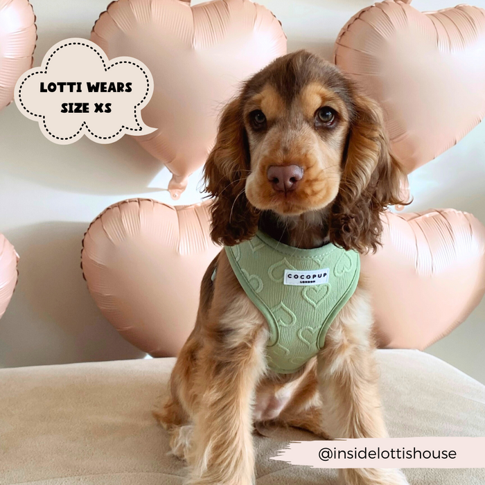 A small brown and tan dog wearing a Luxe Sage Heart Adjustable Neck Harness by Cocopup London sits on a beige cushion. The background has several pink heart-shaped balloons. Text reads "Lotti wears size XS." An Instagram handle is visible at the bottom right: @insidelottishouse.