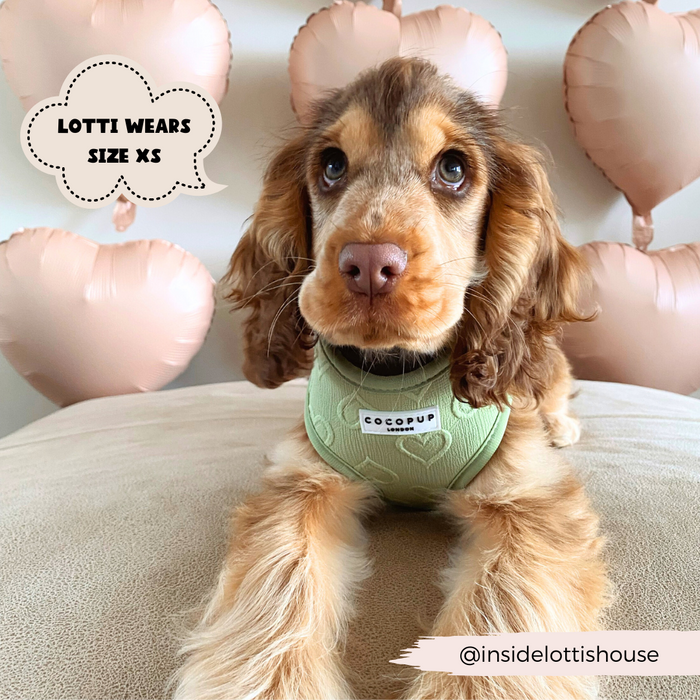 A brown puppy with long ears, wearing a sage heart adjustable neck harness labeled "Cocopup London," lies on a beige cushion. Behind the puppy are several pink heart-shaped balloons. There is a text bubble that reads, "LOTTI WEARS SIZE XS." The handle "@insidelottishouse" is visible, showcasing stylish dog accessories.