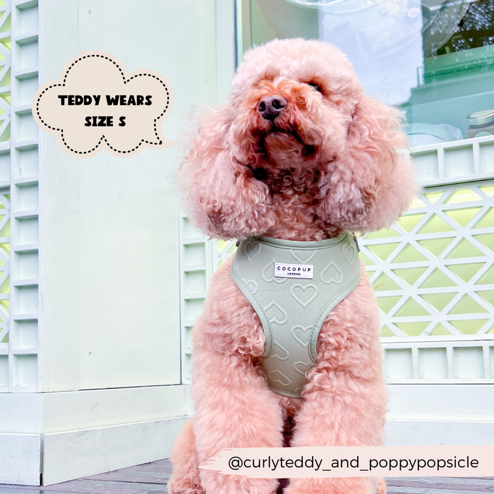 A fluffy poodle wearing a Luxe Adjustable Neck Harness - Sage Heart by Cocopup London sits outdoors. A speech bubble reads, "Teddy wears size S." The Instagram handle "@curlyteddy_and_poppypopsicle" is noted at the bottom of the image. #dogaccessories