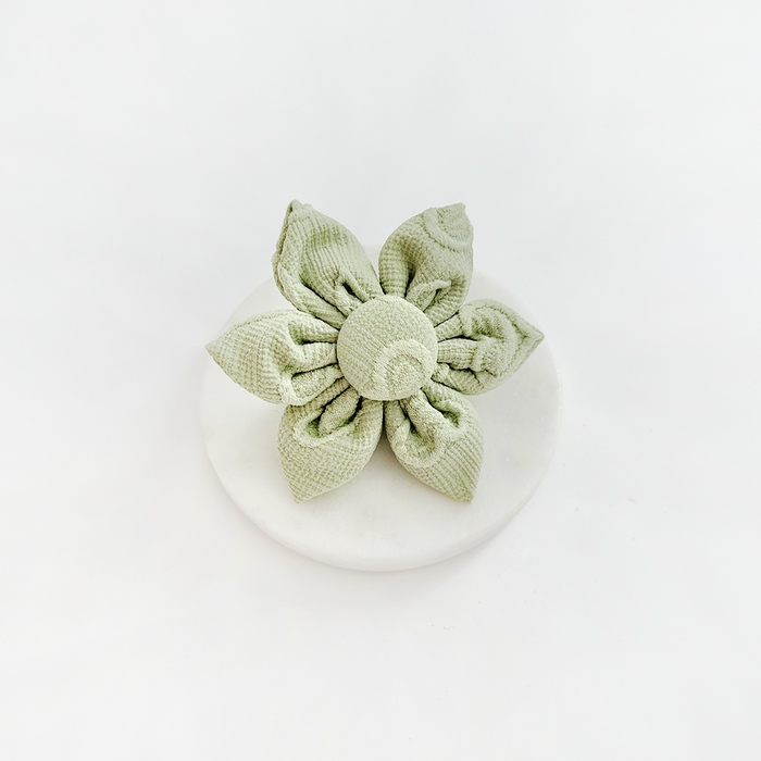 Light green six-petal dog collar flower from Cocopup London, displayed on a white background.