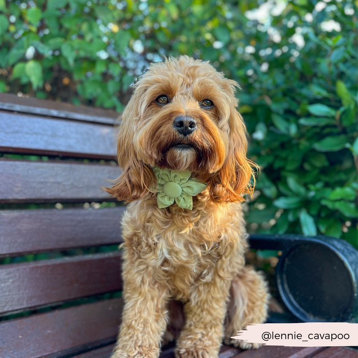 Fluffy brown dog in a Cocopup London sage green heart-shaped collar flower sits on an outdoor wooden bench.