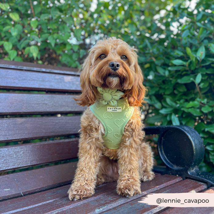 Golden Cavapoo on a bench wears a Cocopup London sage green collar flower with heart design.