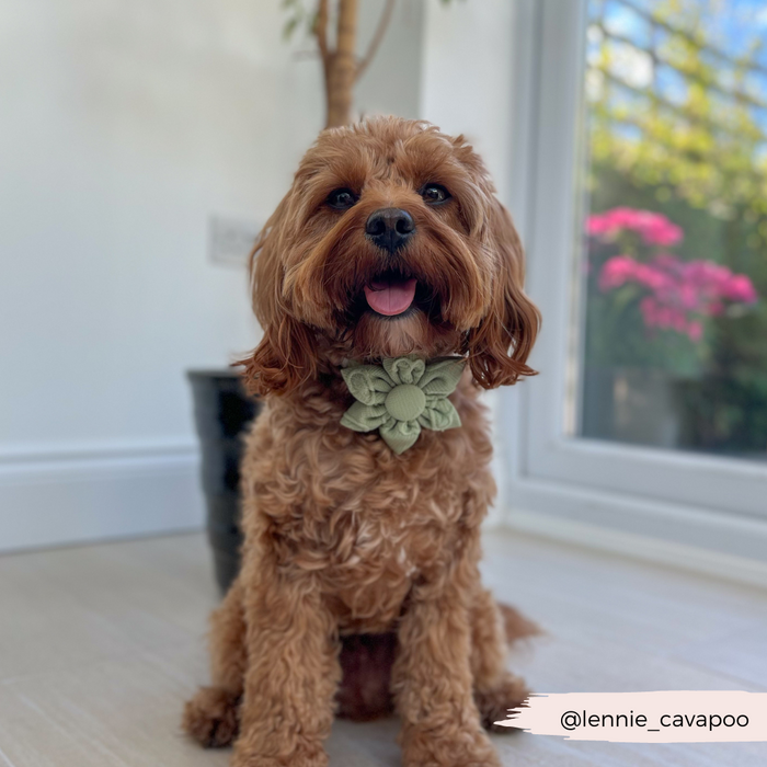 Fluffy brown dog wearing a sage green heart-shaped collar flower sits indoors by a window.