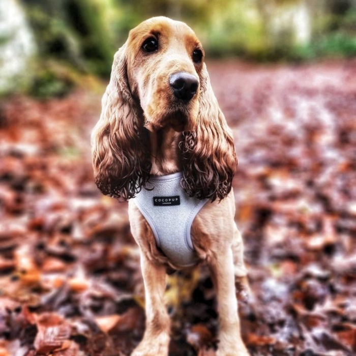 A brown Cocker Spaniel, sporting a Sage Tweed Adjustable Neck Harness from Cocopup London, stands on a forest floor covered in autumn leaves, looking into the distance. The background is slightly blurred, highlighting the dog.