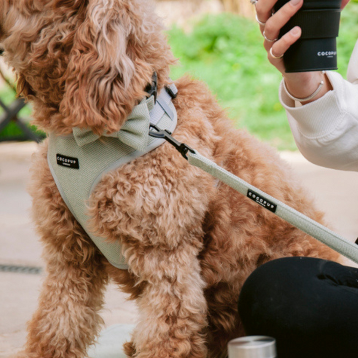 A fluffy, curly-haired dog wearing a Sage Tweed Adjustable Neck Harness by Cocopup London and a matching leash sits outdoors next to a person in a white hoodie, who is holding a smartphone in one hand. The scene suggests a casual, relaxed moment between the stylish pet and its owner.