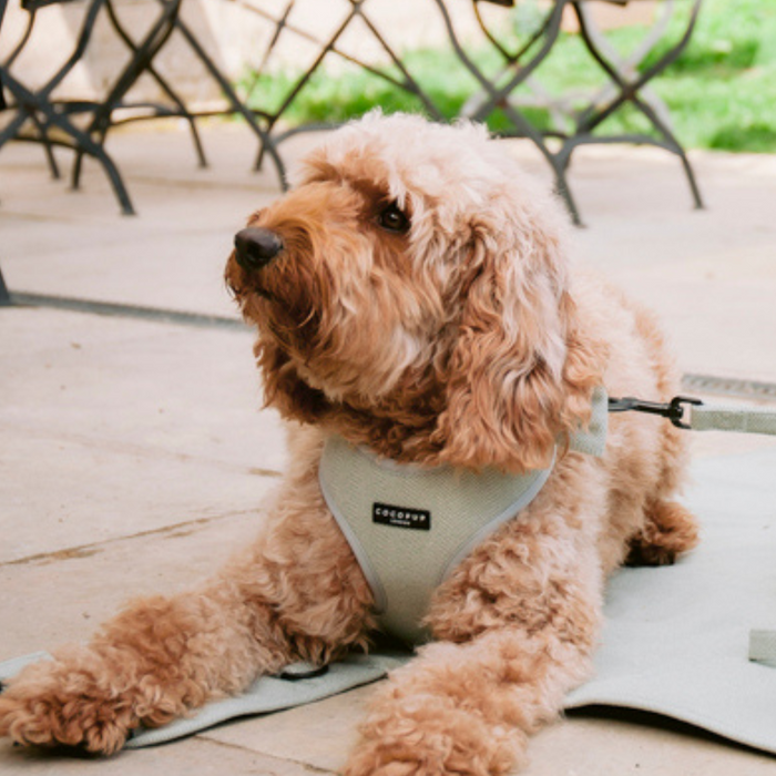 A fluffy brown dog, sporting a Cocopup London Sage Tweed Adjustable Neck Harness, is lying down on a paved surface outdoors. The dog appears relaxed with a leash attached to its stylish harness, and there are metal chairs and a table with a green lawn in the background.