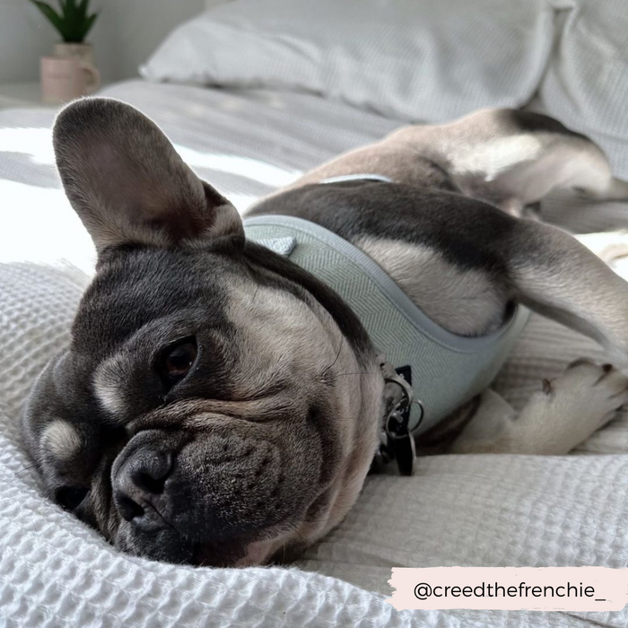 A French Bulldog comfortably rests on a white textured bedspread, wearing a stylish, light blue Sage Tweed Adjustable Neck Harness from Cocopup London. Sunlight softly illuminates the dog and its surroundings. In the background, a small green plant in a pink pot sits on a bedside table. Text reads "@creedthefrenchie_".