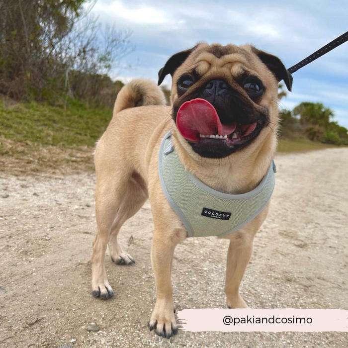 A happy pug wearing a Cocopup London Sage Tweed Adjustable Neck Harness stands on a dirt path. The pug's mouth is open, and its tongue is sticking out. In the background are trees and a cloudy sky. The Instagram handle "@pakiandcosimo" is written on the bottom right corner.