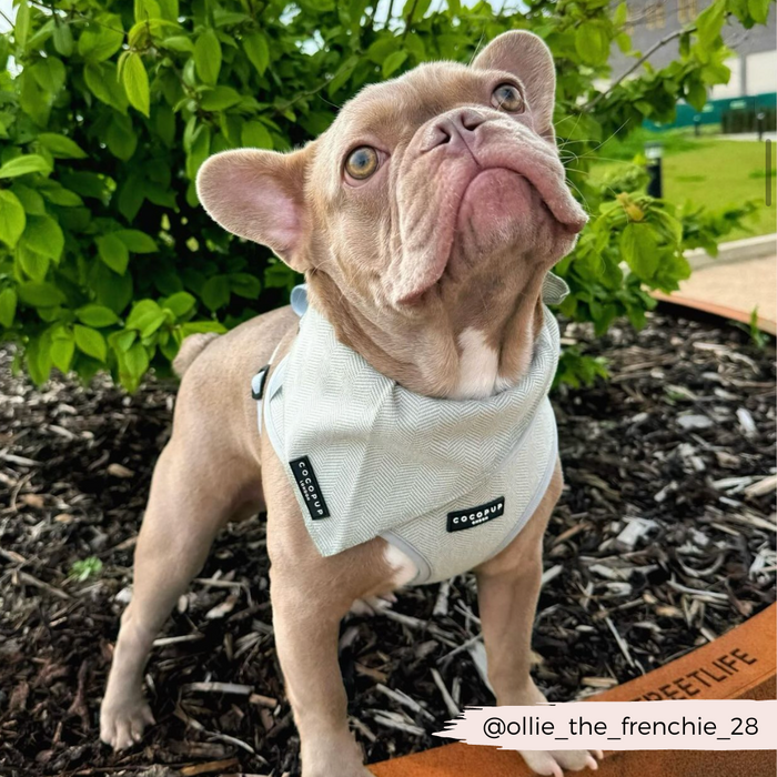 A small, light brown French Bulldog stands on mulch-covered ground, looking up with a proud expression. Sporting a Cocopup London Sage Tweed Bandana in a country style, the dog is surrounded by greenery. The Instagram handle "@ollie_the_frenchie_28" is written in the bottom right corner.