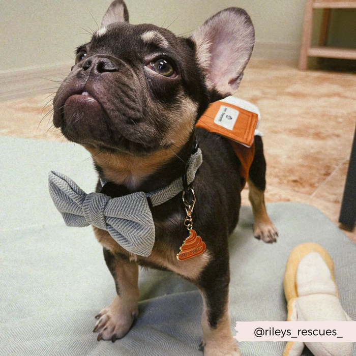 French Bulldog puppy in a sage tweed Cocopup London bow tie and harness, standing on a light blue mat indoors.