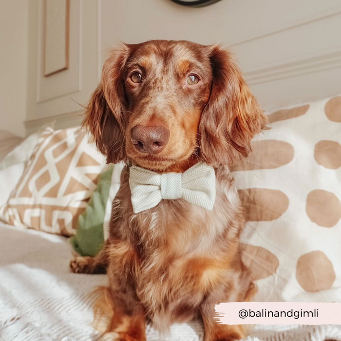 Long-haired dachshund wearing a sage green tweed bow tie sits on a bed with patterned pillows.