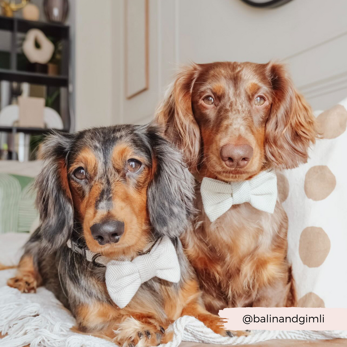 Two long-haired dachshunds wear sage green tweed bow ties, sitting together on a neutral-toned couch.