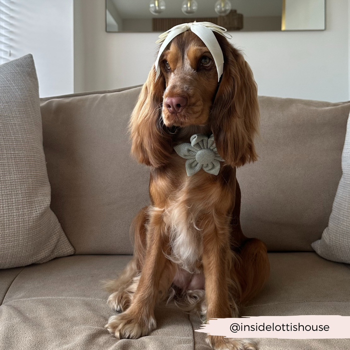 Brown dog on a beige couch wearing a sage green tweed collar flower from Cocopup London.