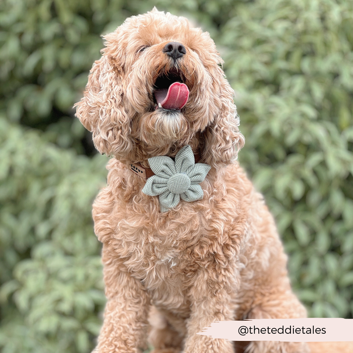 Tan fluffy dog in a sage tweed flower collar from Cocopup London sits outdoors in front of greenery.