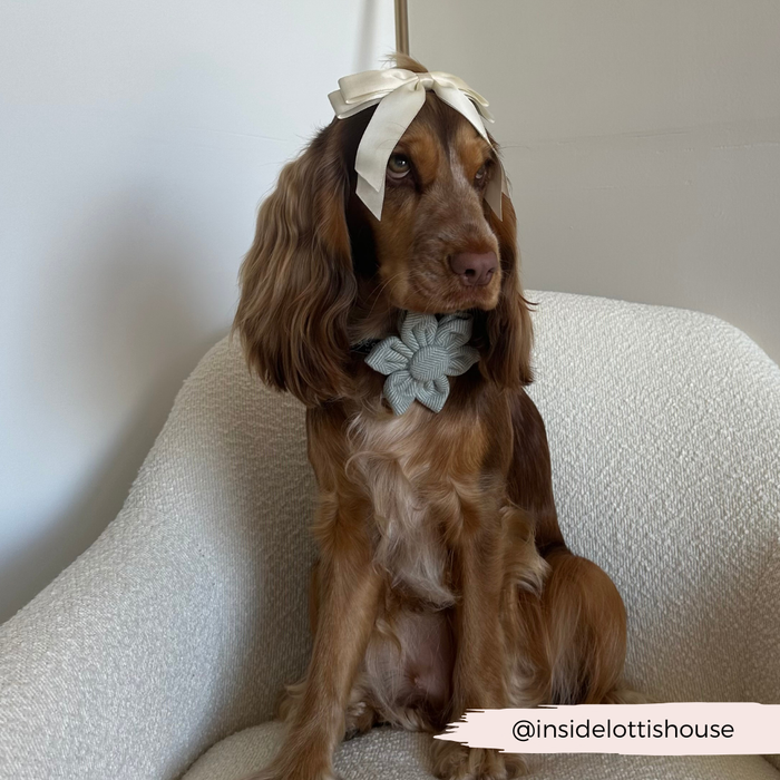 Brown dog with a white bow wears a sage green tweed collar flower, sitting on a light chair.