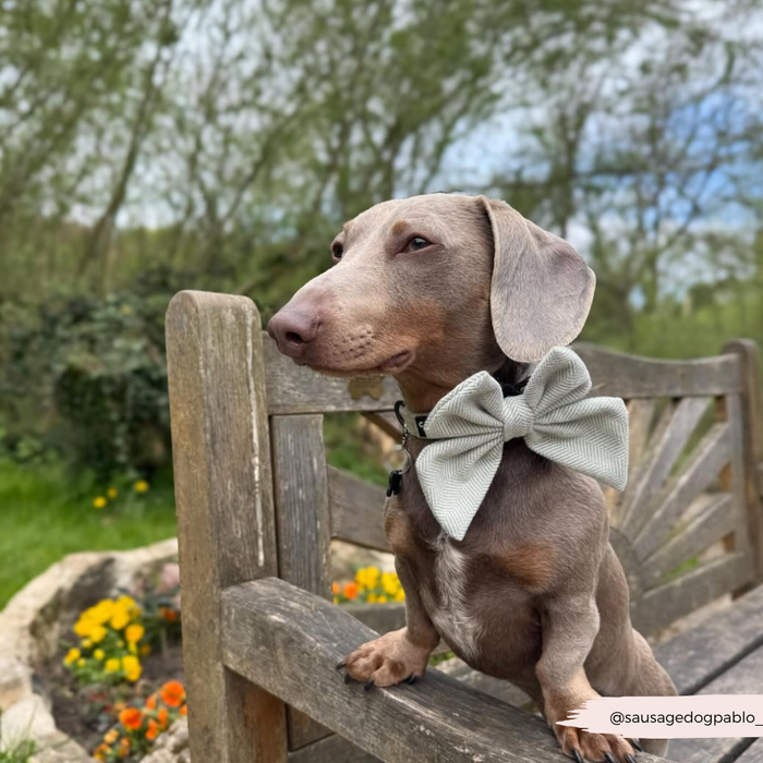 Silver dachshund in a sage green tweed sailor bow tie sits on a wooden bench outdoors.