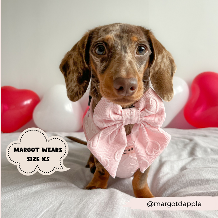 Dachshund wearing a pink heart-patterned sailor bow tie sits on a bed with pink and red heart balloons.