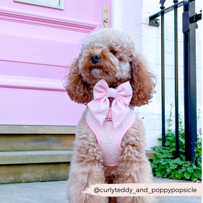 Brown poodle wearing a baby pink heart-patterned sailor bow tie sits by a pastel pink door.