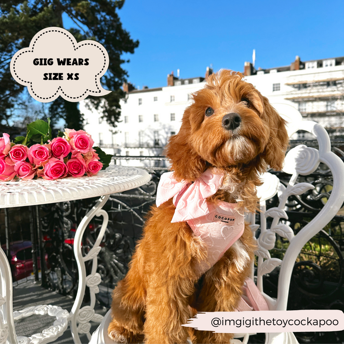 Brown fluffy dog in pink outfit with Cocopup London Luxe Baby Pink Heart Sailor Bow Tie, XS, sitting by roses.
