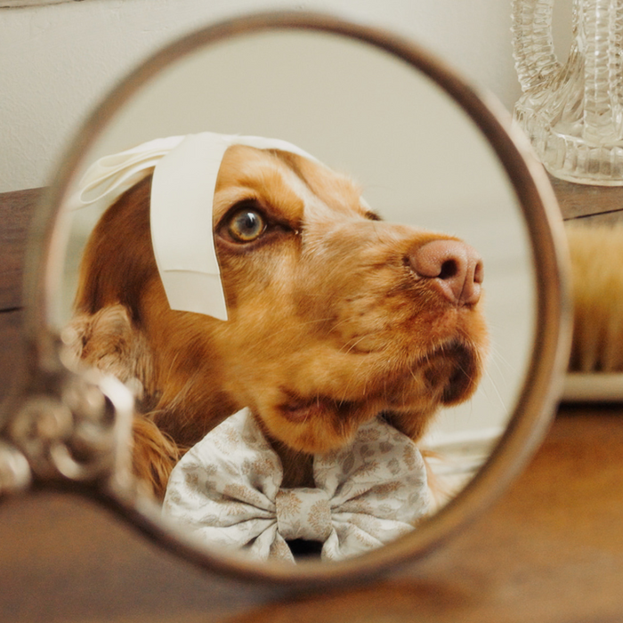 Brown dog wears a Cocopup London Luxe Garden Meadow bow tie, seen reflected in a round mirror on a wooden table.