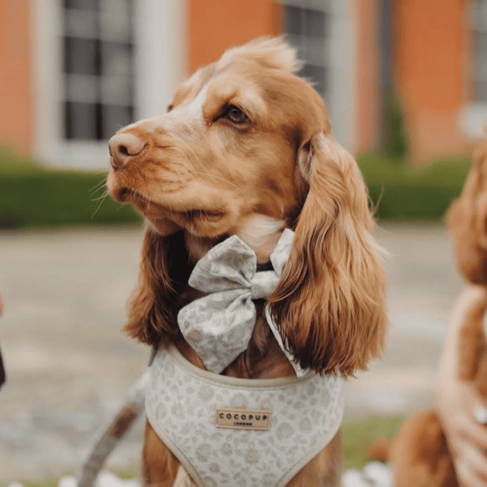 Golden brown dog wearing a Cocopup London Garden Meadow Luxe Sailor Bow Tie, sitting outside near a building.