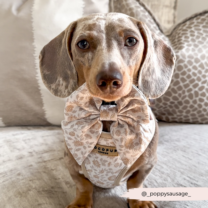 Cocopup London Luxe Sailor Bow Tie in Garden Meadow, featuring a floral pattern for small dogs.