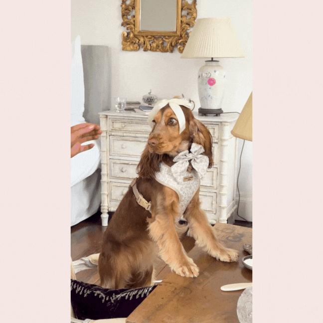 Brown dog wearing a green floral Cocopup London Luxe Sailor Bow Tie sitting in a vintage-style room.