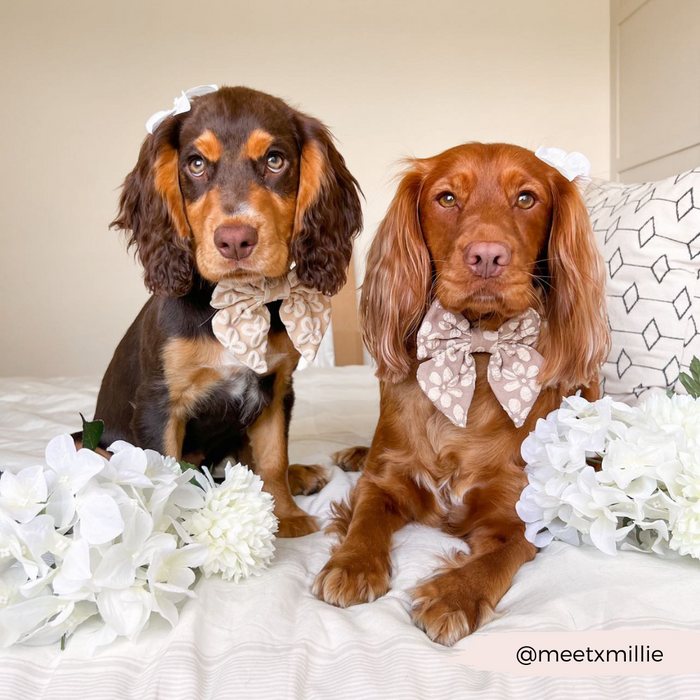 Two brown dogs wearing mocha floral bow ties from Cocopup London sit on a bed, looking at the camera.