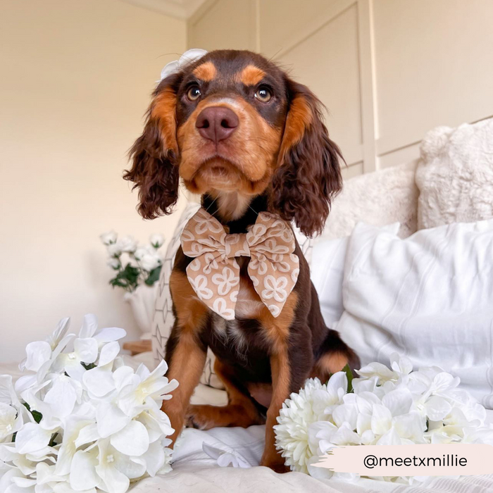Brown puppy wearing a mocha floral Cocopup London sailor bow tie, sitting on a bed with white flowers.