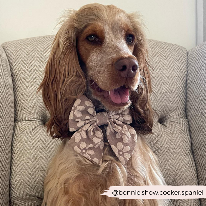 Brown and white cocker spaniel wearing a mocha floral bow tie sits on a textured armchair.