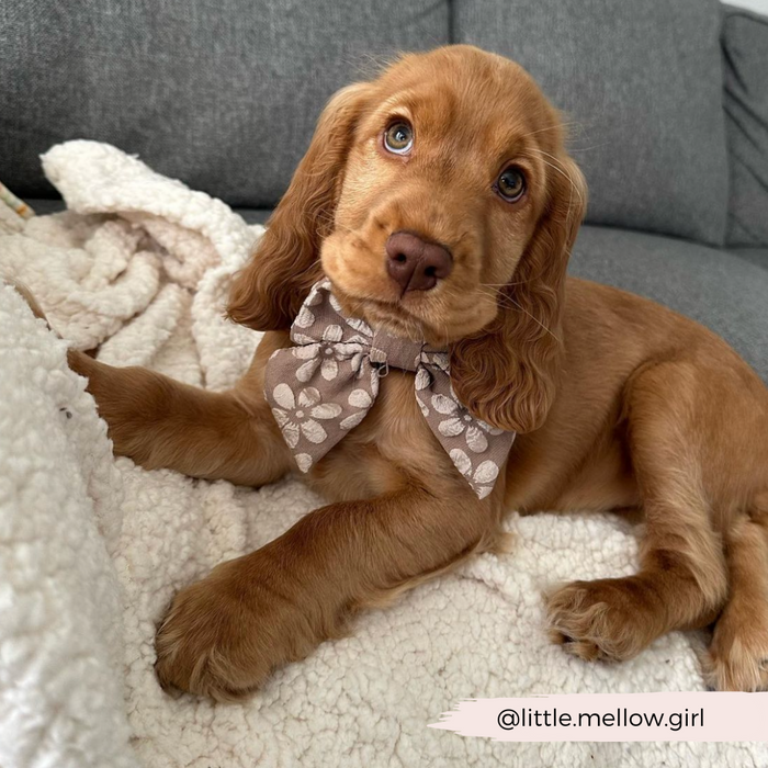 Brown puppy on fluffy blanket wearing Cocopup London Luxe Sailor Bow Tie in mocha floral pattern, looking up.