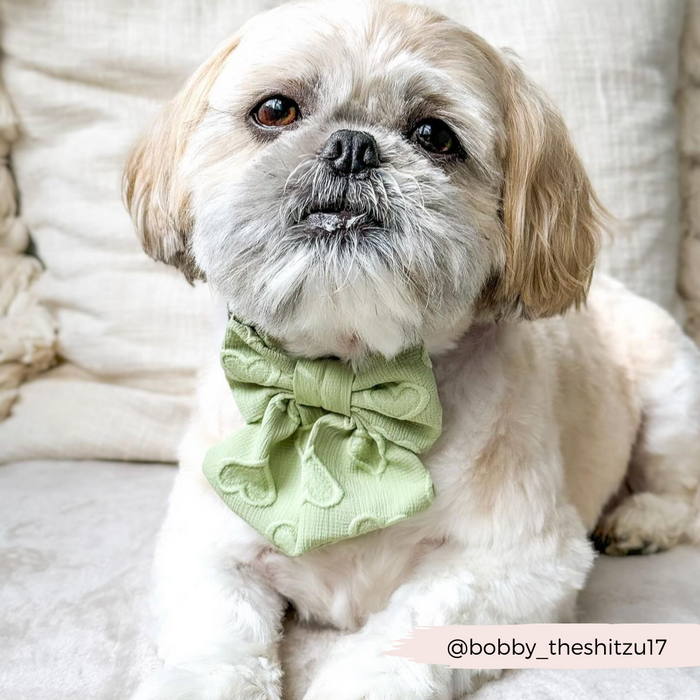 Shih Tzu on a cream couch wears a sage green bow tie with heart pattern from Cocopup London.