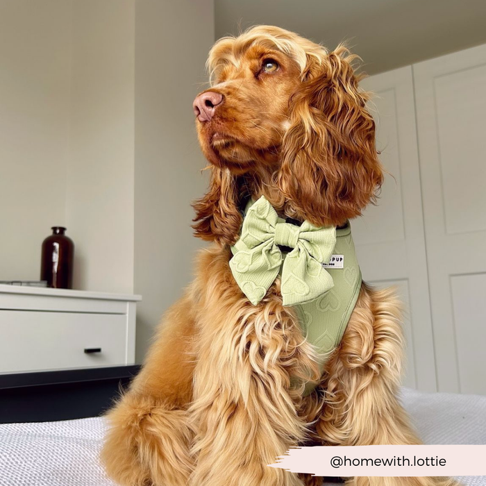 Brown dog with long ears wearing a sage green heart-patterned sailor bow tie, sitting by white cabinets indoors.